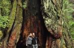 Uma pequena caverna dentro de uma redwood que sobreviveu a um incêndio, no Redwood National Park, no norte da Califórnia, nos Estados Unidos